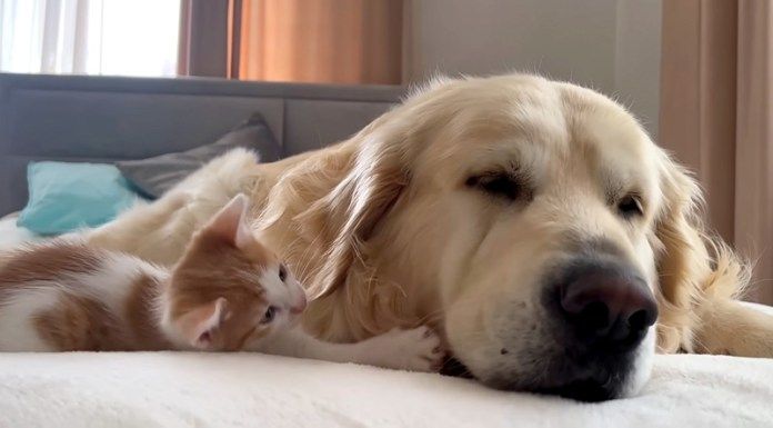 犬をもみくちゃにする子猫