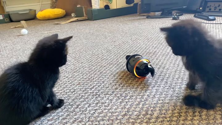 自律型回転駆動の猫じゃらし、2匹の子猫はRollyで遊ぶ
