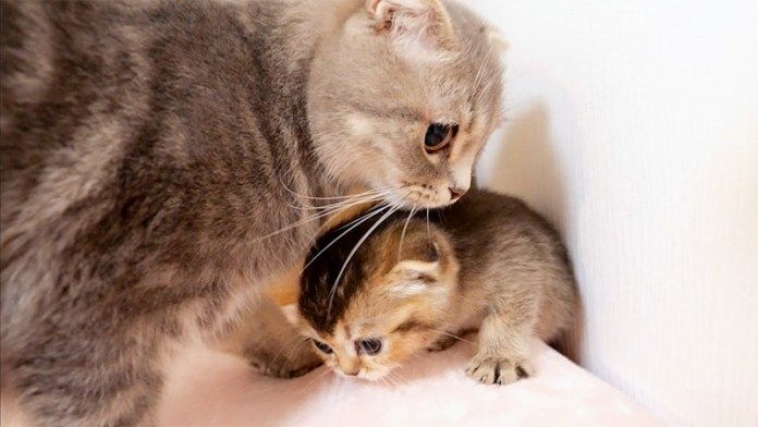 穴に落ちた子猫を心配する母猫