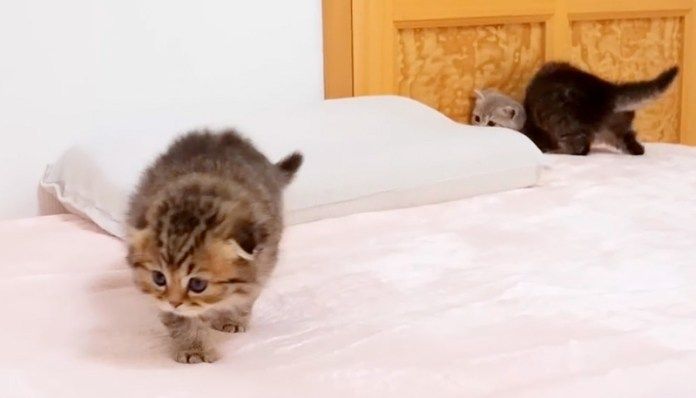 ベッドの上で遊ぶ子猫達
