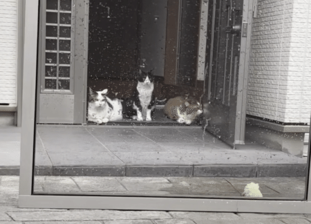 お掃除の見守り隊の猫さんたち。 玄関で整列して待機！