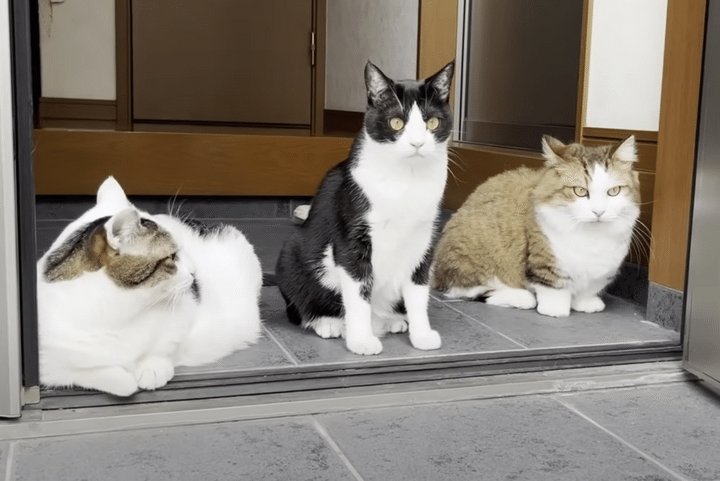 お掃除の見守り隊の猫さんたち。 玄関で整列して待機！