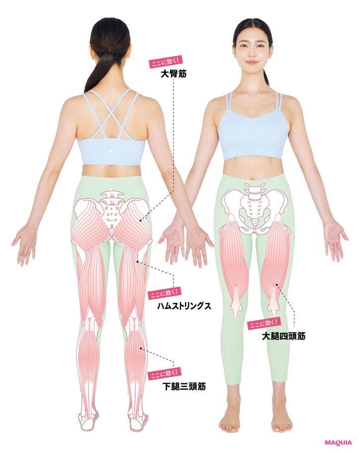 ここに効く！ 大腿四頭筋 ここに効く！ 大臀筋 ここに効く！ ハムストリングス ここに効く！ 下腿三頭筋