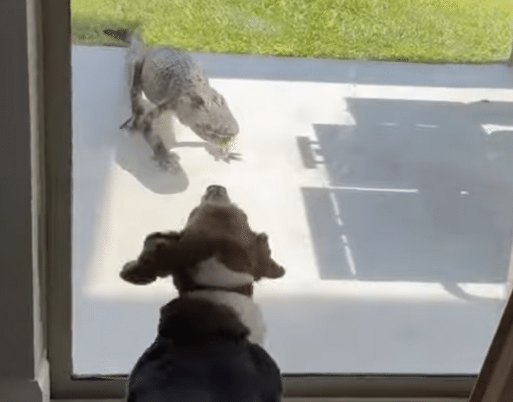 玄関前に、ワニ!? 愛犬が勇敢に立ち向かって