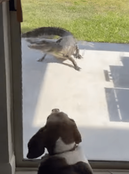 玄関前に、ワニ!? 愛犬が勇敢に立ち向かって