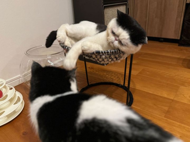 ちろり「お父ちゃんが乗ってるそれ、気持ちよさそうね！」 おちょこ「これは香ちゃん（ママ）がぼくに作ってくれた、ぼく専用のハンモックだよ」