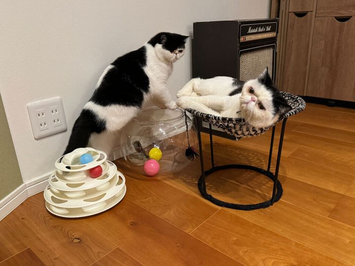 ちろり「お父ちゃん、あたしも乗せてー！」 おちょこ「ちろり、たまにはお父ちゃんにゆっくりさせておくれよ〜。ぽのぽの〜……」