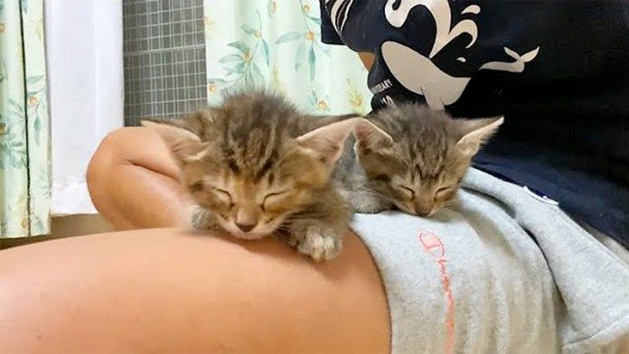 膝の上で眠る子猫達