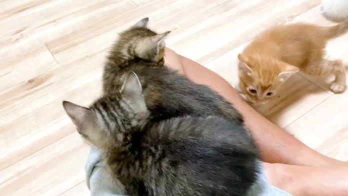 養育主さんが大好きな子猫達