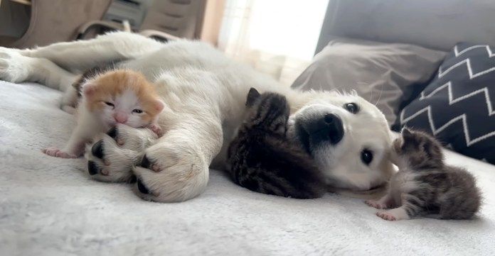 ゴールデンレトリバーが大好きな子猫達