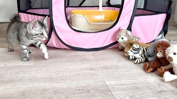 ヌイグルミと子猫