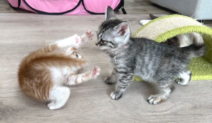 元気に遊ぶ子猫達