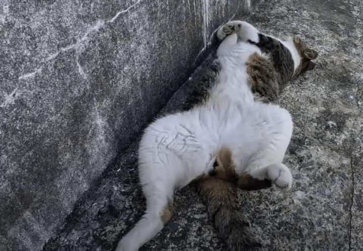 ひっくり返ったまま動かない猫、生存確認をしてみたら