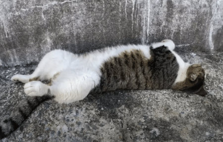 ひっくり返ったまま動かない猫、生存確認をしてみたら