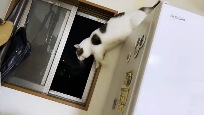 冷蔵庫から下りる猫