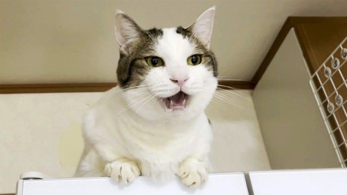 冷蔵庫の上の猫