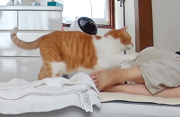 お母さんと起こす猫