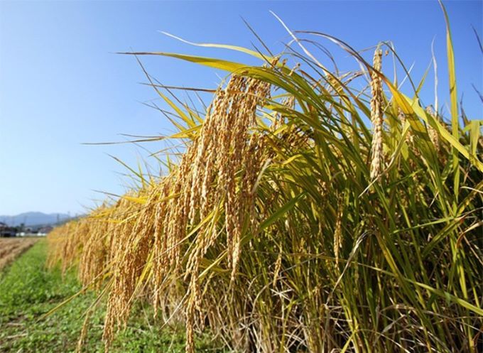 おかやま地酒×駄菓子AI味覚センサーペアリング