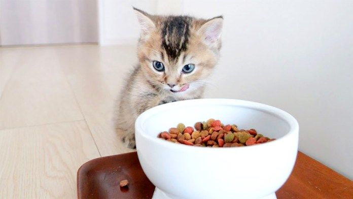 ドライフードを初めて食べた子猫