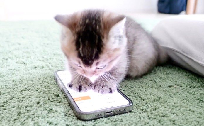 スマートフォンで遊ぶ子猫