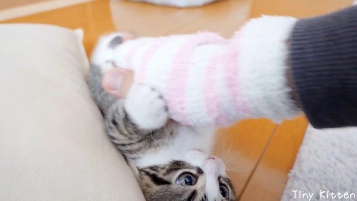 ブラッシングを阻止する子猫