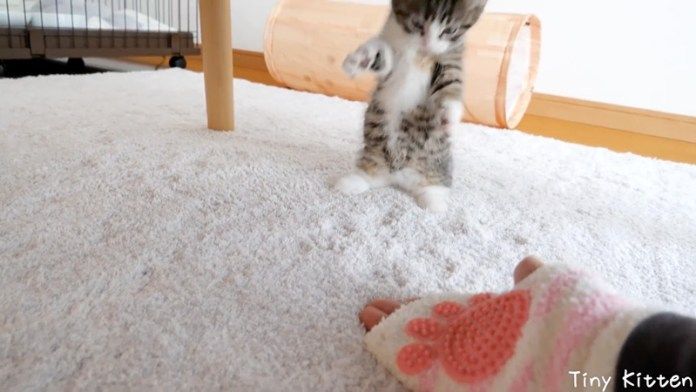 向かって来る子猫