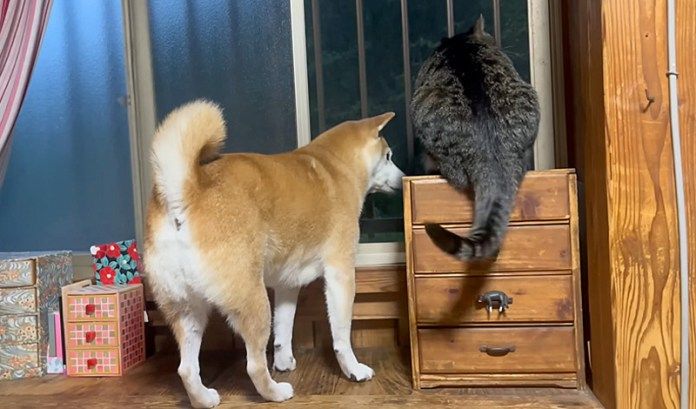 台風が気になる犬と猫