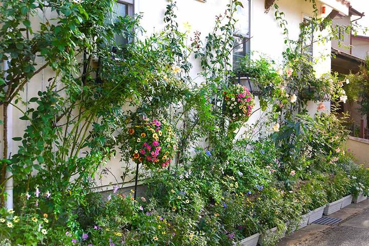 ハンギングバスケと