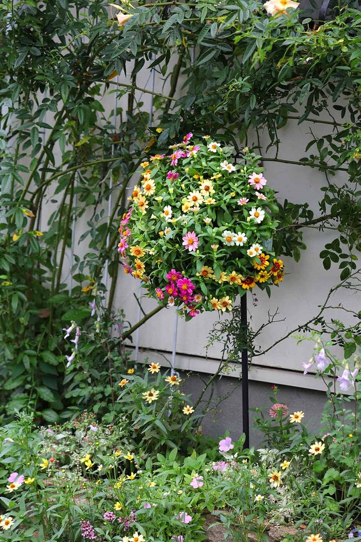 ジニアのハンギング