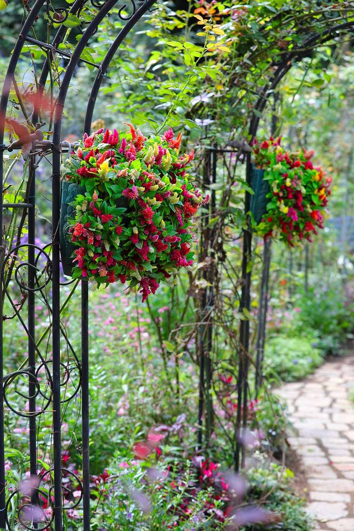 ハンギングバスケット