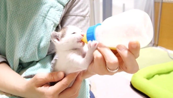 ミルクを飲む子猫