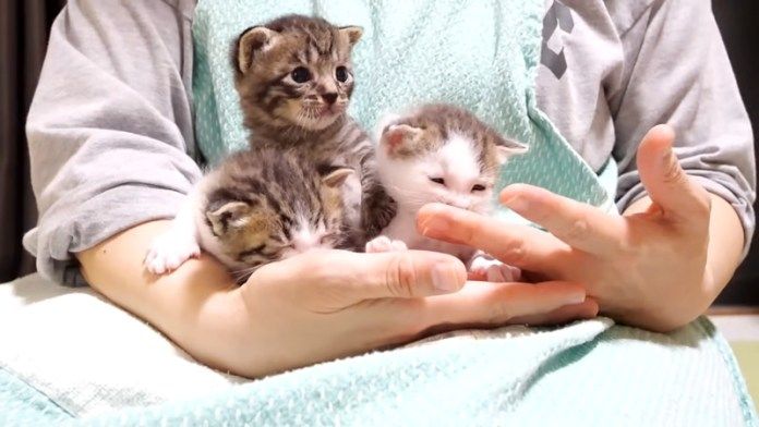 膝の上で甘える子猫達