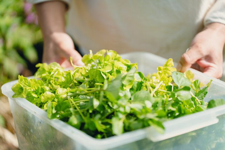 閑静な自然に抱かれたオーベルジュ「山小屋Holahoo」で南阿蘇の恵みを味わう里山フレンチを
