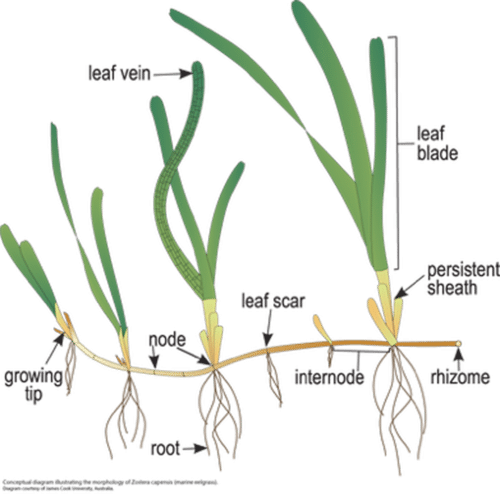 P. オーストラリスの「地下茎」による繁殖法