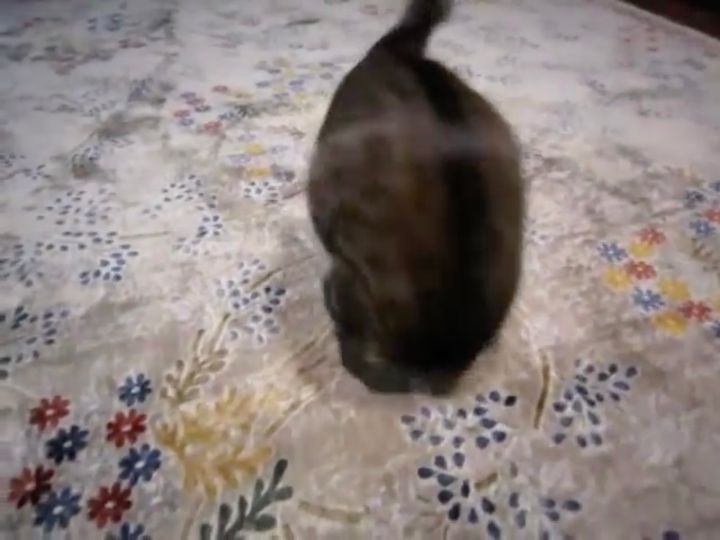 アルマジロのごとく前転キメる猫、頭の位置は教科書通りに