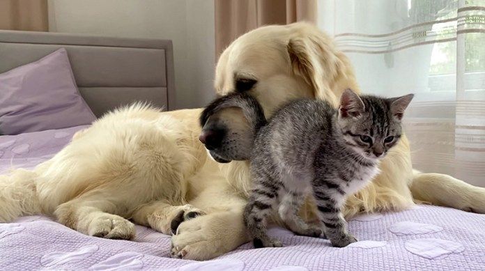 犬に擦り寄る子猫