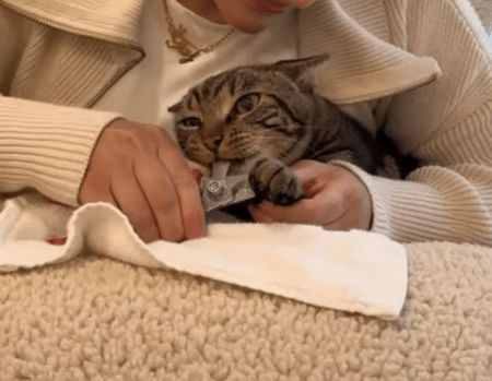オスとメスで反応が違う？ 猫さんの爪を切ってみたら