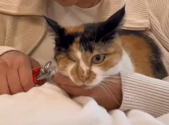 オスとメスで反応が違う？ 猫さんの爪を切ってみたら