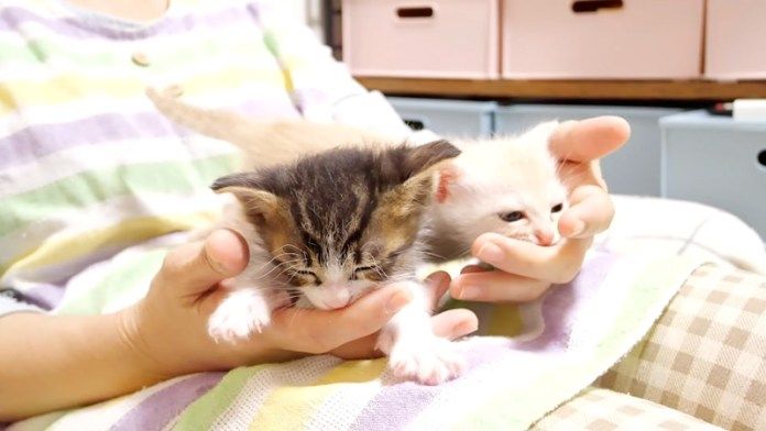 ミルクをおねだりする子猫達