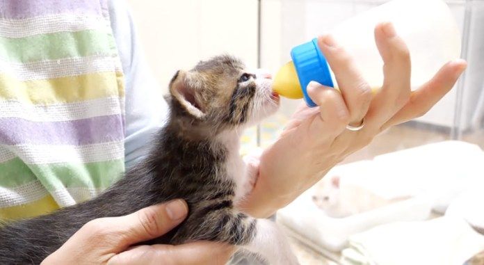ミルクを飲む子猫