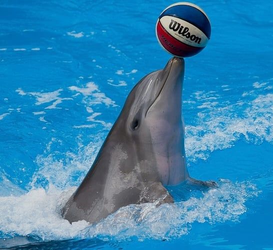 バンドウイルカは遊び好き