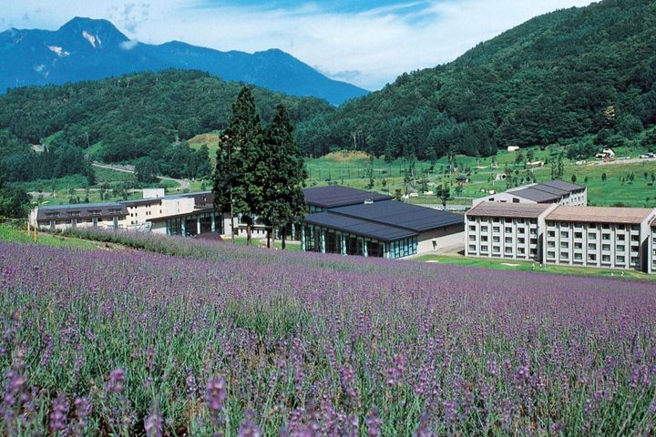 斜面にはラベンダーが咲き競います