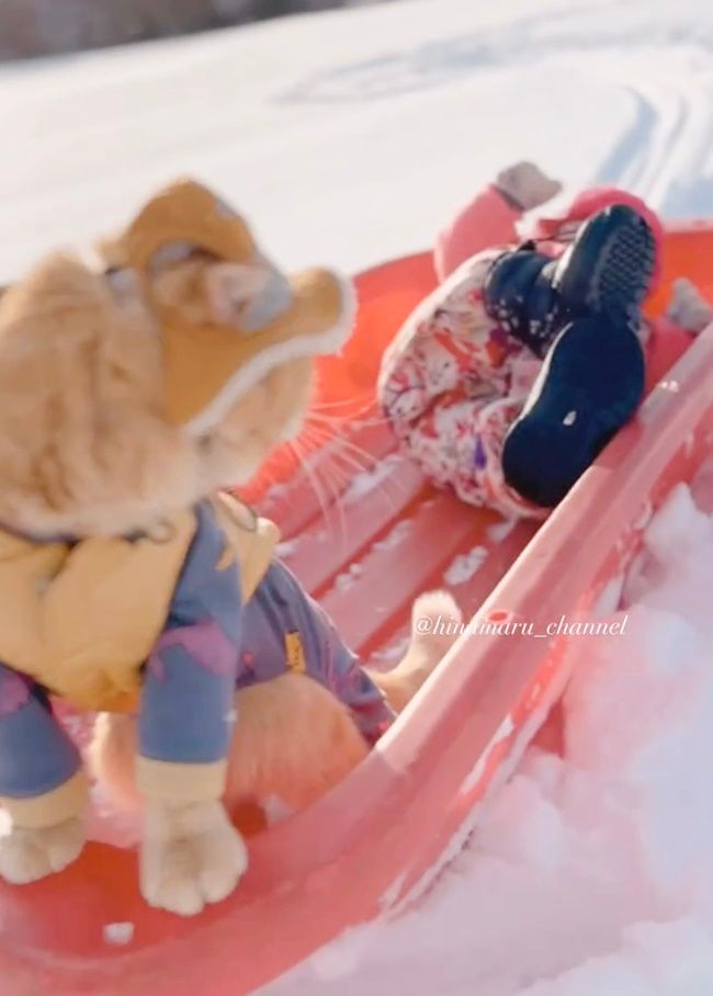 そりに乗って遊ぶ赤ちゃんと猫ちゃん