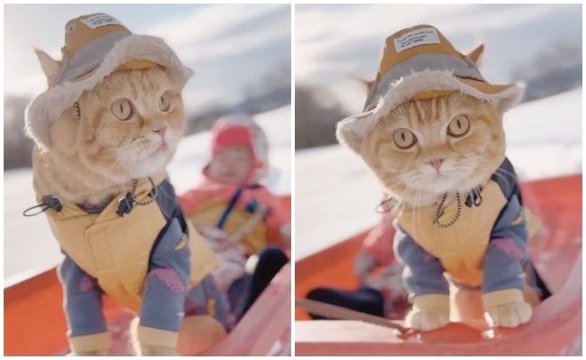 そりに乗って遊ぶ赤ちゃんと猫ちゃん