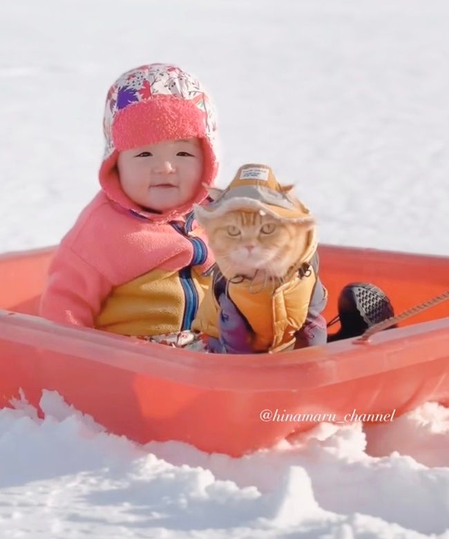 そりに乗って遊ぶ赤ちゃんと猫ちゃん