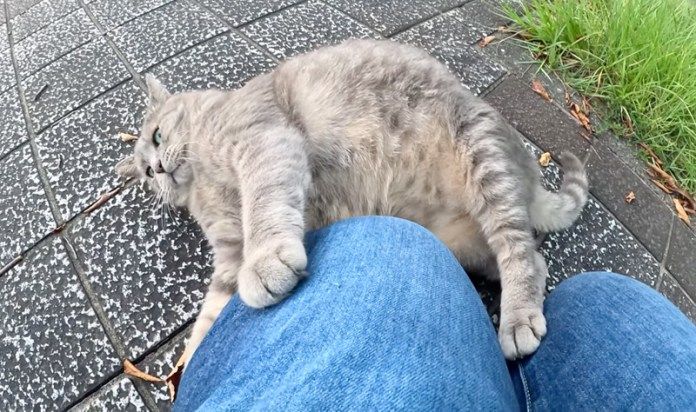 攻撃してきた猫