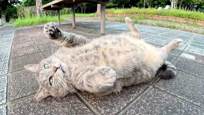 公園で出会った猫