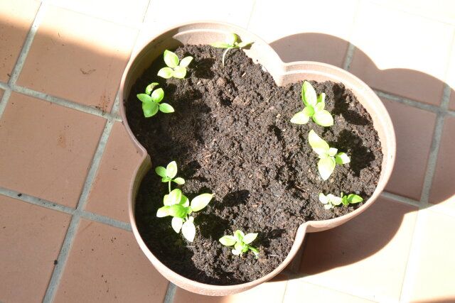 ダイソー 古い土の再生材（1.5L） 使用例