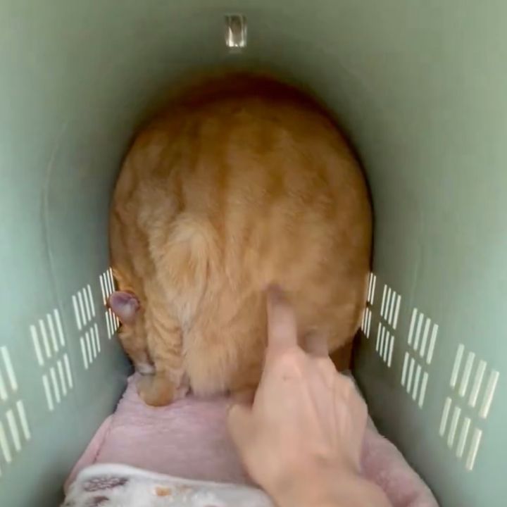 なんとしても先生の前に出たくない猫、ケージで極限まで縮こまる