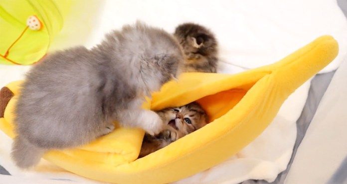 ベッド巡る子猫達の攻防